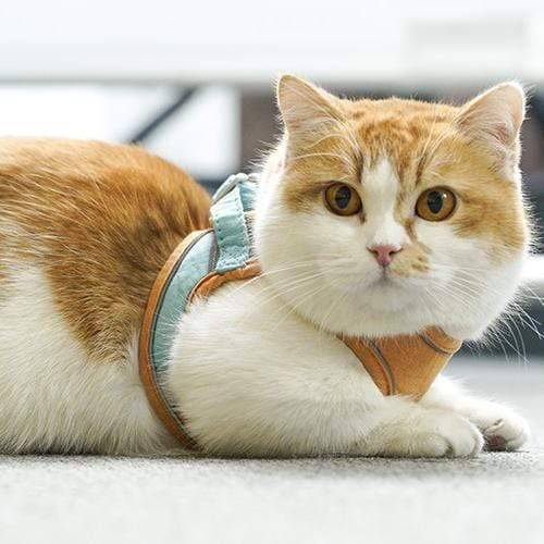 Cat Vest Harness and Leash Set - Escape Proof For Outdoor Walking