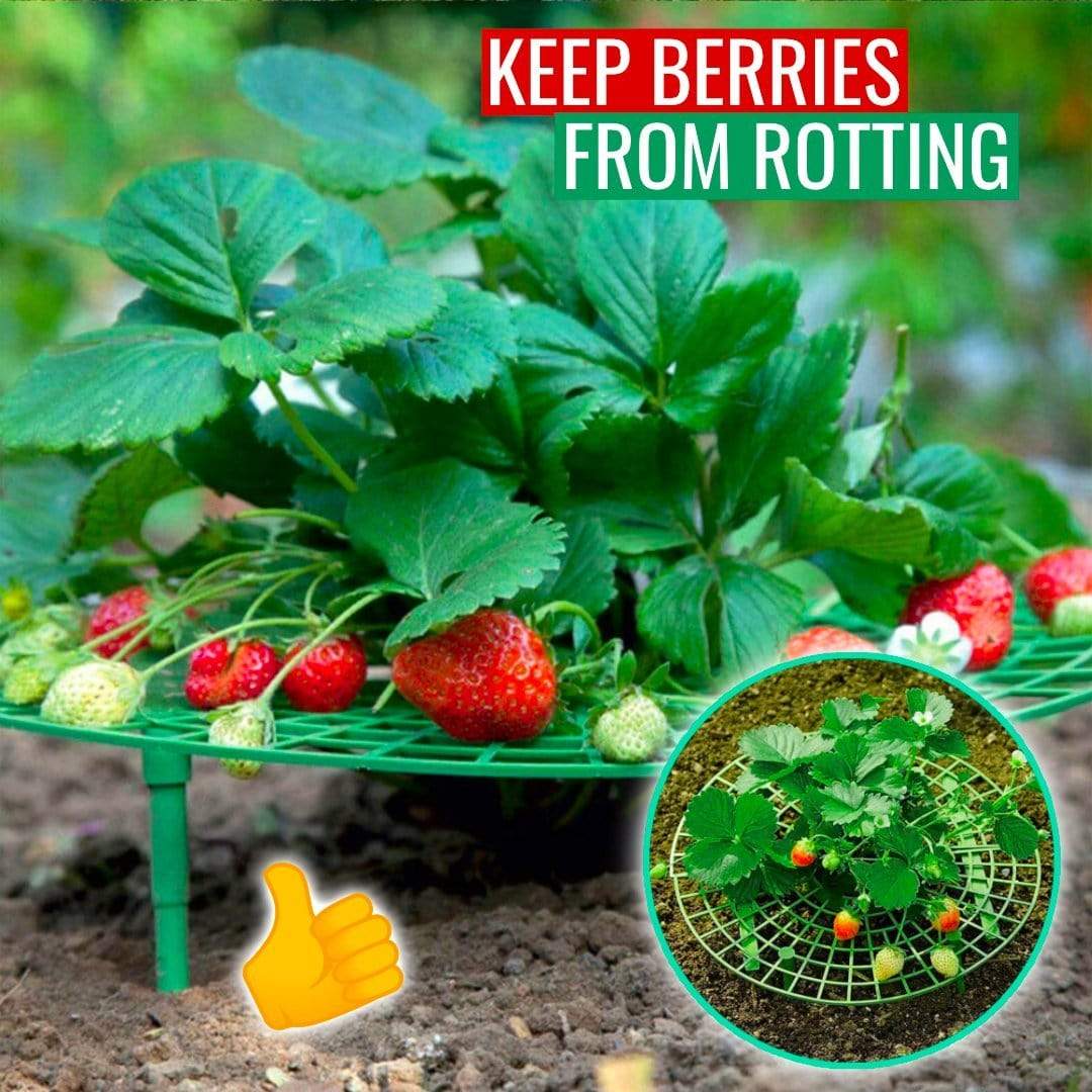 Berrylife - Strawberry Planting Frame