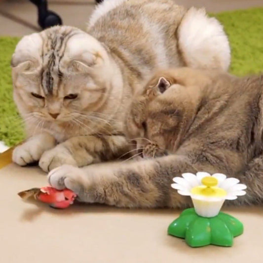 Cute Electric Butterfly/Bird Cat Teaser Toy