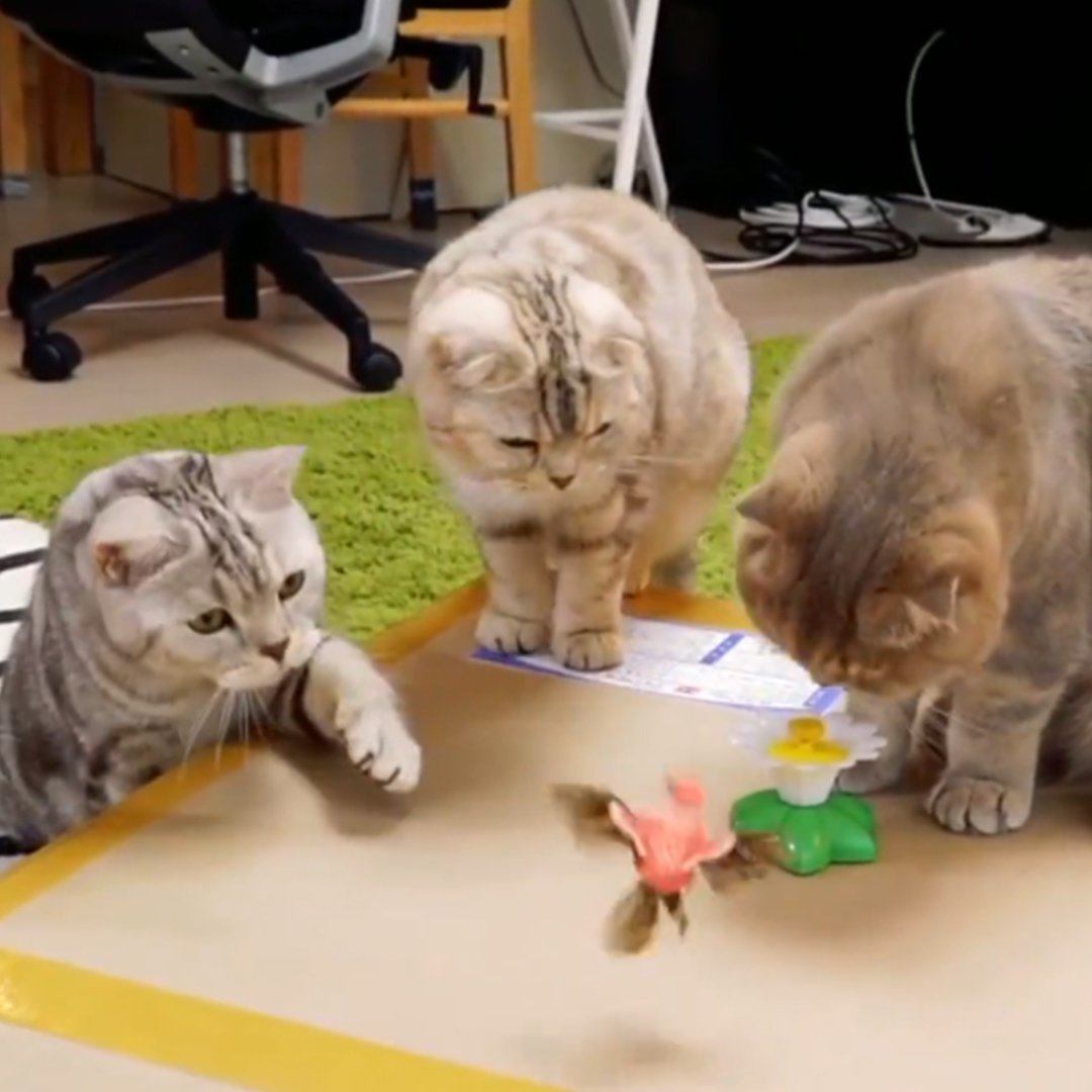 Cute Electric Butterfly/HummingBird Cat Teaser Toy