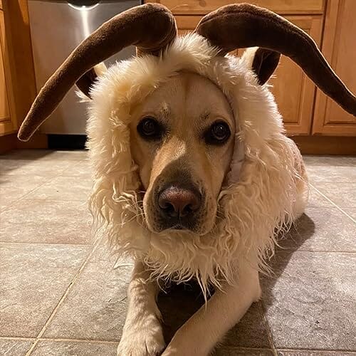 Cute Furry Pet Wig for Halloween