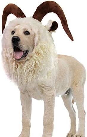 Cute Furry Pet Wig for Halloween