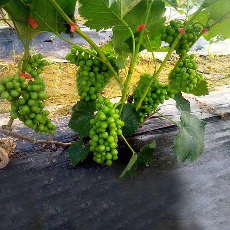 Plant Upright Tying Tapetool : Tapener Tool For Garden
