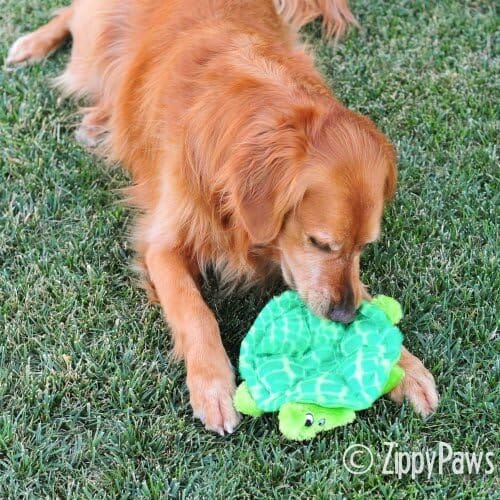 Turtle Dog Plush Toy