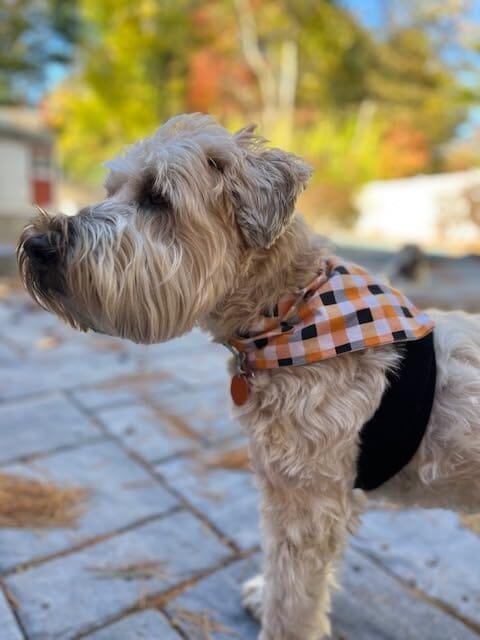 Fast, Safe & Effective Anxiety Relief for Dogs